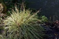 Carex hachijoensis or variegated japanese sedge plant