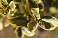 Variegated Japanese spindle tree hedges, leaves and seeds. Royalty Free Stock Photo