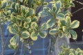 Variegated Japanese spindle tree hedges, leaves and seeds. Royalty Free Stock Photo