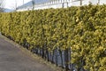 Variegated Japanese spindle tree hedges, leaves and seeds. Royalty Free Stock Photo