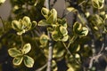 Variegated Japanese spindle tree hedges, leaves and seeds. Royalty Free Stock Photo