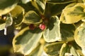 Variegated Japanese spindle tree hedges, leaves and seeds. Royalty Free Stock Photo