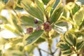 Variegated Japanese spindle tree hedges, leaves and seeds. Royalty Free Stock Photo