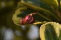 Variegated Japanese spindle tree hedges, leaves and seeds. Royalty Free Stock Photo