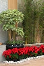 Variegated kapok tree, bamboo and poinsettia plants growing on pots Royalty Free Stock Photo