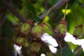 Variegated Kiwi Vine Actinidia kolomikta in garden