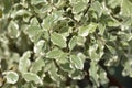 Variegated Kohuhu Silver Queen Royalty Free Stock Photo