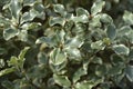 Variegated Kohuhu Silver Queen Royalty Free Stock Photo