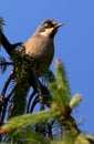 Variegated laughingthrush