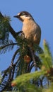 Variegated laughingthrush