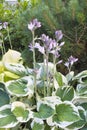 Variegated Leaf Hostas in Bloom