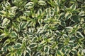 Variegated Leaves of Asystasia gangetica 'Variegata', Creeping Foxglove Plant as Texture Background