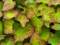 Variegated leaves on a barrenwort plant Royalty Free Stock Photo