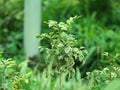 Variegated leaves of the birch Betula 'Shiloh Splash' nursery photography