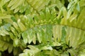 The variegated leaves of Boston Fern \'Tiger Fern\' with scientific name Nephrolepis Exaltata Royalty Free Stock Photo