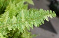 The variegated leaves of Boston \'Tiger Fern Royalty Free Stock Photo