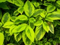 Variegated leaves of Cornus alba Spaethii, red barked dogwood