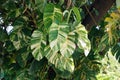 Beautiful variegated leaves of Giant Hawaiian Pothos climbing on top of a tree