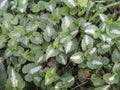 Lamium maculatum close up Royalty Free Stock Photo