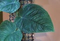 A variegated leaves of Monstera Dubia, a rare and popular shingling plant