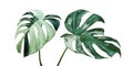 Variegated Leaves of Monstera Plant Isolated on White Background