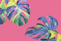 Variegated Leaves of Monstera, Split Leaf Philodendron Plant in Yellow Blue Tone Color on Pink Background Royalty Free Stock Photo