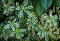 Variegated leaves of Pittosporum tenuifolium `Variegata` in autumn Sochi park. Green with white leaves