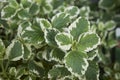 Plectranthus coleoides leaves close up Royalty Free Stock Photo