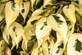 Variegated Leaves of Starlight Weeping Fig Royalty Free Stock Photo