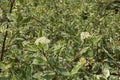 Cornus alba shrub in bloom Royalty Free Stock Photo