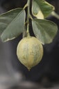 Variegated Lemon