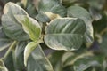 Variegated Lemon