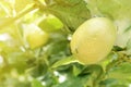 Variegated Lemon Fruit on Its Tree with Red Ant Nest