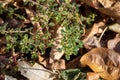 Variegated lemon thyme in an autumn herb garden