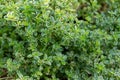 Variegated lemon thyme herb plants in an herb garden