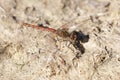 Variegated Meadowhawk Adult Male Dragonfly