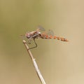 Variegated Meadowhawk Adult Male Dragonfly