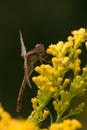 A variegated meadowhawk dragonfly on goldenrod