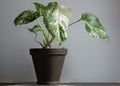 Monstera deliciosa variegata on white background