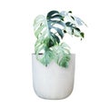 Variegated Monstera Plant in White Clay Pot Isolated on White Background with Clipping Path Royalty Free Stock Photo