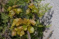 Variegated orange green leaves of young branches of grapevine with background of thuja twigs and rough cement wall. Grape leaves Royalty Free Stock Photo