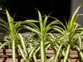 variegated ornamental foliage Yucca filamentosa Golden Sword in thai garden