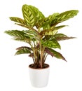 Variegated ornamental tricolor Calathea maranta plant in a white flowerpot