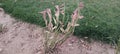 Variegated Pedilanthus tithymaloides plant image