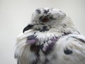 Variegated pigeon portrait