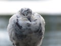 Motley dove with ruffled feathers