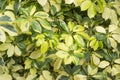 The variegated of pigmentation on Dwarf Umbrella plant`s leafs, know as Octopus tree, botanical name is Schefflera arboricola