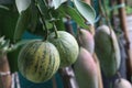 Variegated pink lemon fruit on tree in farm Royalty Free Stock Photo