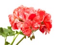 Variegated pink and red geranium Royalty Free Stock Photo