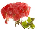 Variegated pink and red geranium Royalty Free Stock Photo